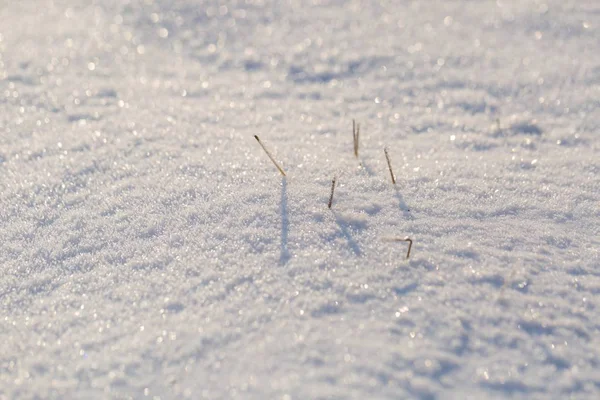冬天雪背景与雪被覆盖的植物 — 图库照片