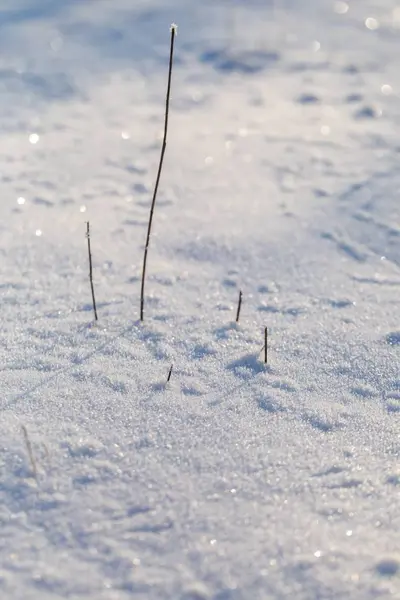 Inverno fundo de neve com plantas cobertas de neve — Fotografia de Stock