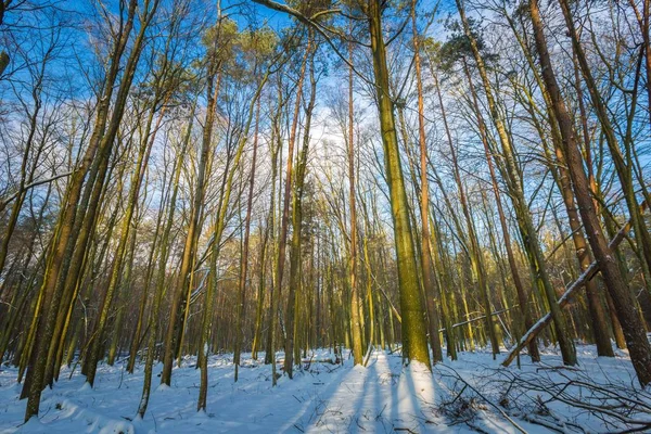 Зимние леса Польши — стоковое фото