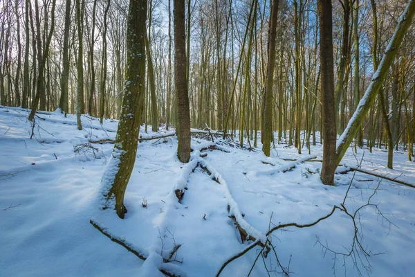 Bois d'hiver en Pologne — Photo