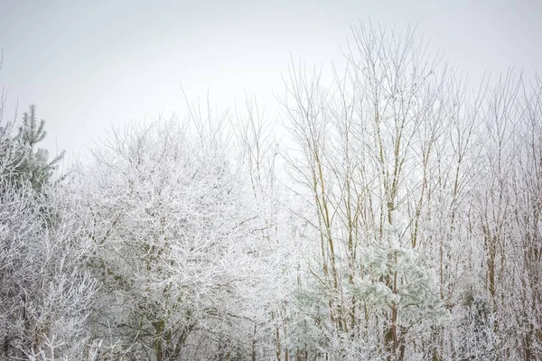 Árboles de invierno con rima blanca —  Fotos de Stock