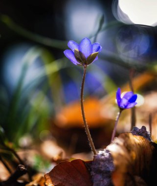 Mavi anemon çiçeği. bahar