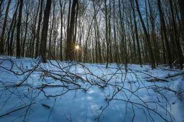 Polonya ormanda kış
