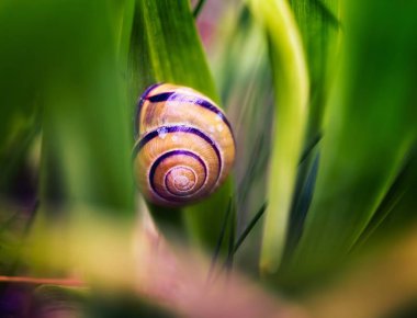 Salyangoz kabuğu'nda çim