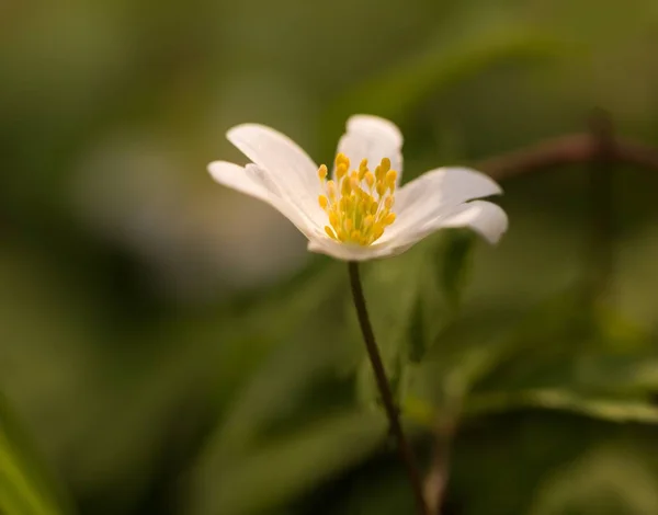 Fiore di anemone bianco in fiore — Foto Stock