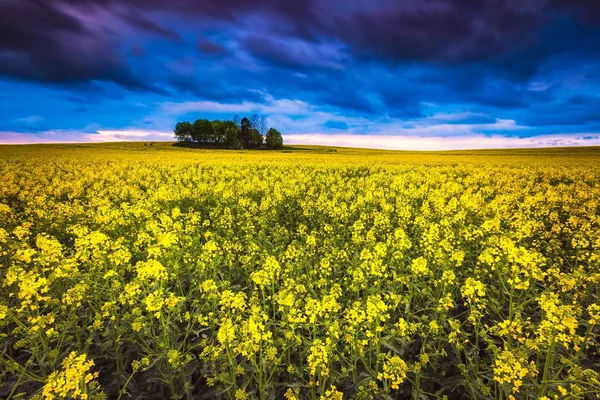 Beautiful blooming napus field in springtime — Stock Photo, Image