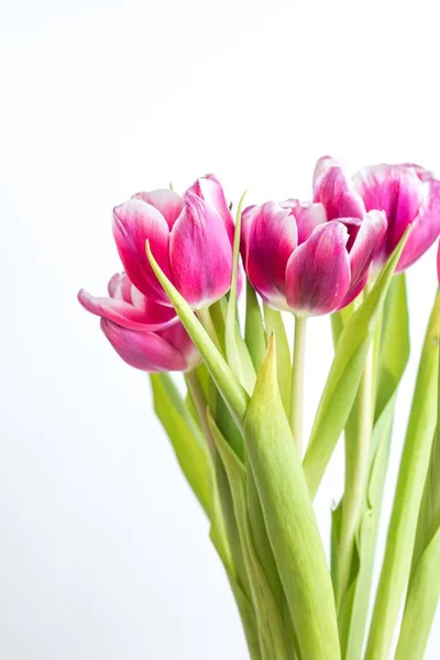 Linda duas tulipas coloridas perto no fundo branco — Fotografia de Stock