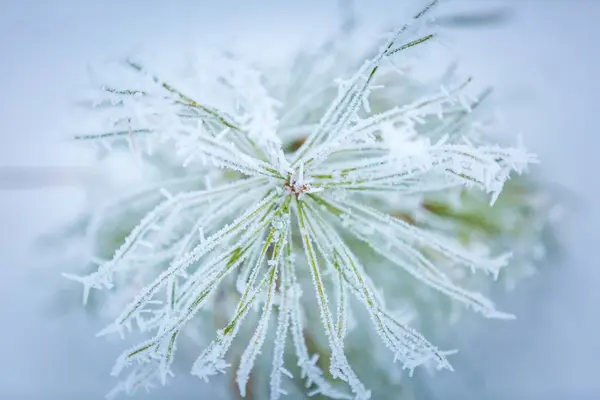 De vertakking van de beslissingsstructuur van Pine met winter wit rime — Stockfoto