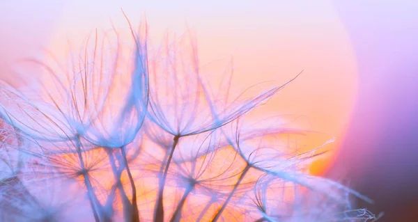 Biji Dandelion dalam menutup — Stok Foto