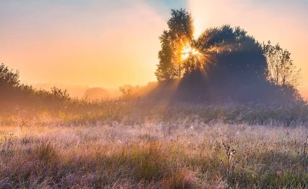 Mlhavé svítání nad travnatou divoká louka — Stock fotografie