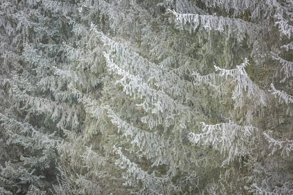 スプルースの枝に霜. — ストック写真
