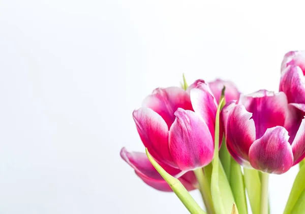 Linda duas tulipas coloridas perto no fundo branco — Fotografia de Stock