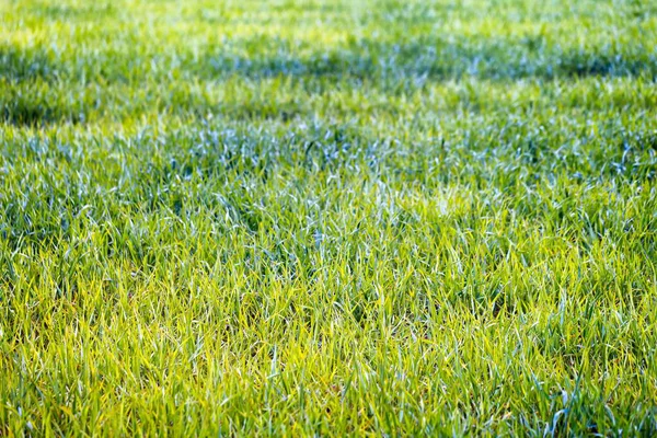 Junge grüne Getreidekeime, die auf dem Frühlingsfeld wachsen — Stockfoto