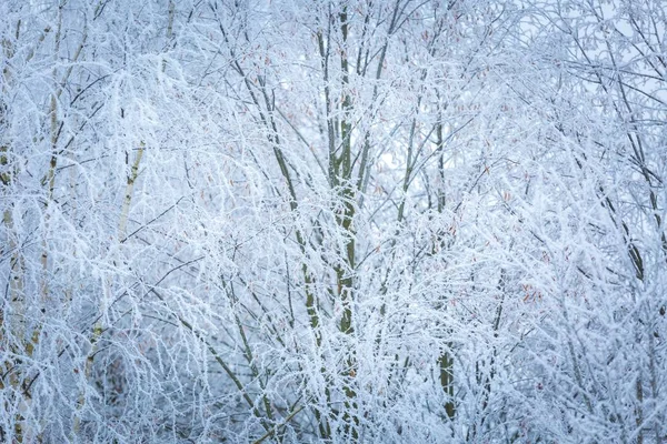 Vinter träd med vit rimfrost — Stockfoto
