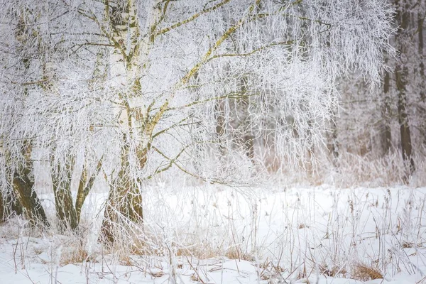 Paysage d'hiver polonais — Photo