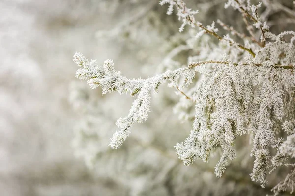 가문비나무 가지에 흰. — 스톡 사진
