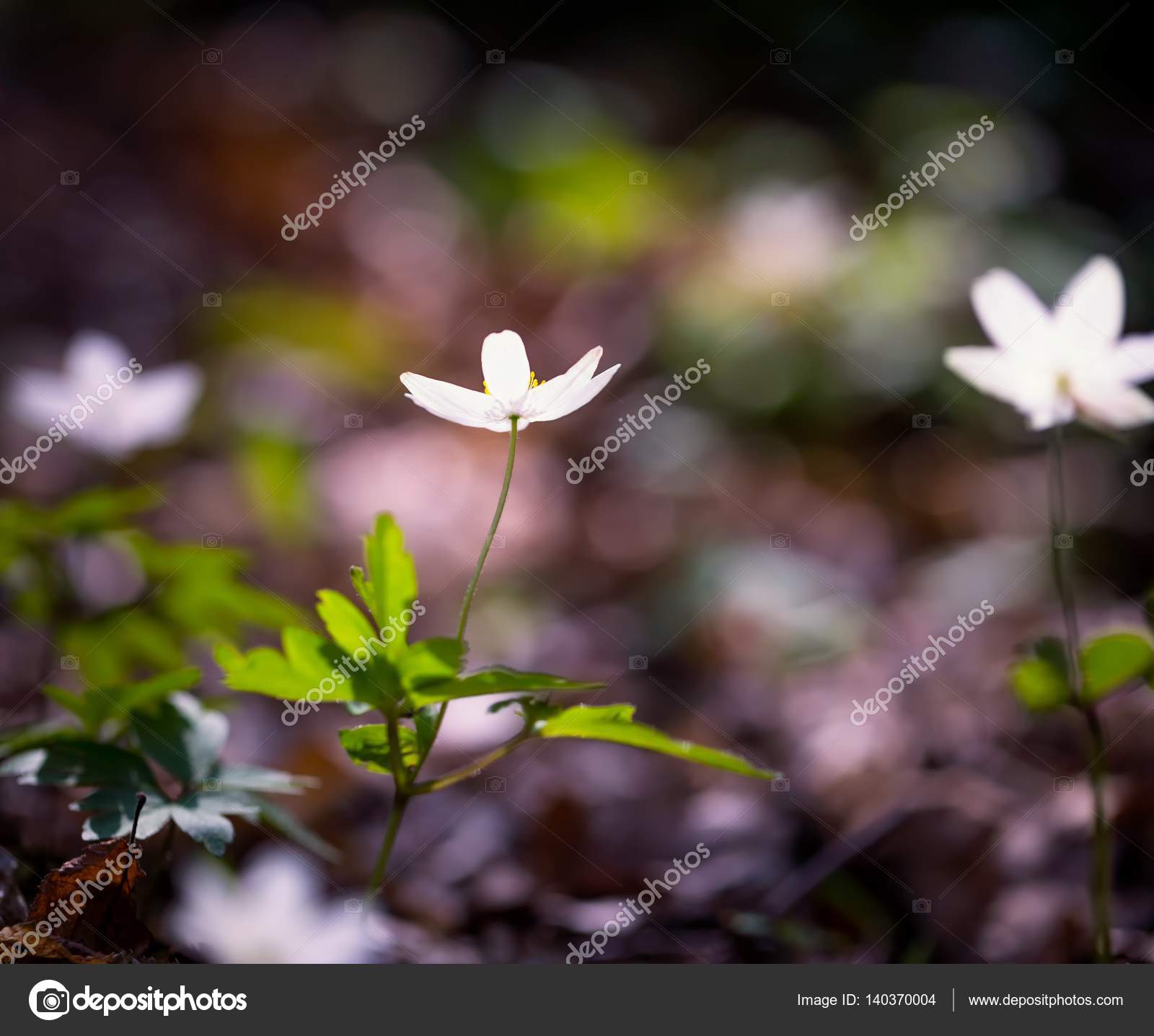 White anemone flowers in springtime forest — Stock Photo © Milosz