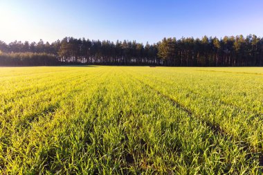 Genç Mısır gevreği alan manzara yeşil