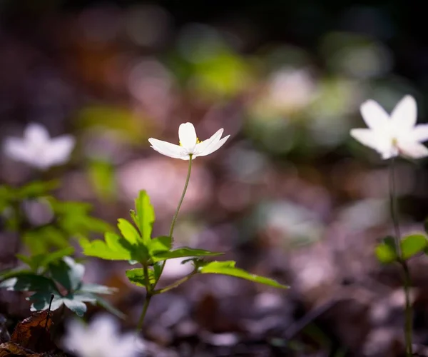 Flores de anémona blanca en el bosque de primavera — Foto de Stock
