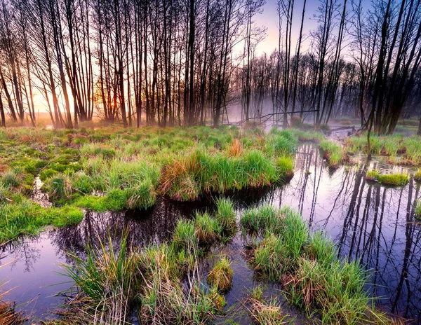Wschód słońca nad piękny wiosną mokradeł — Zdjęcie stockowe
