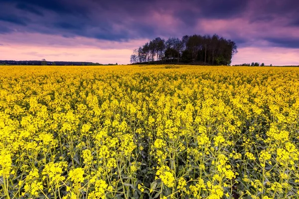 Céu nublado sobre o campo de napus amarelo — Fotografia de Stock
