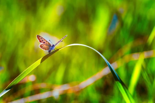 Borboleta sentado na grama — Fotografia de Stock