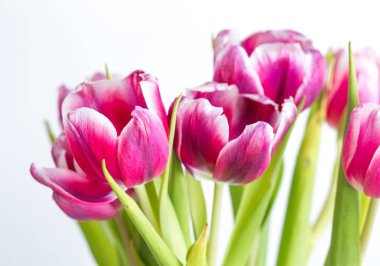 Beyaz arka plan üzerinde güzel iki renkli Lale yakın çekim