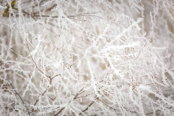 Iarna macro abstract de rime pe plante — Fotografie, imagine de stoc