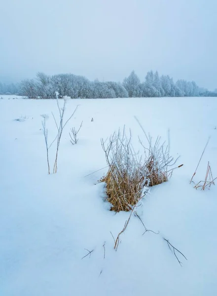 Winter foggy landscape in polish countryside — Stock Photo, Image