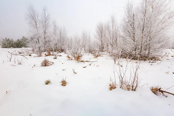 Winter landscape with trees and field