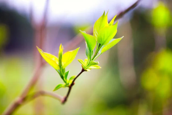 Rama fresca de color lila joven con hojas pequeñas —  Fotos de Stock