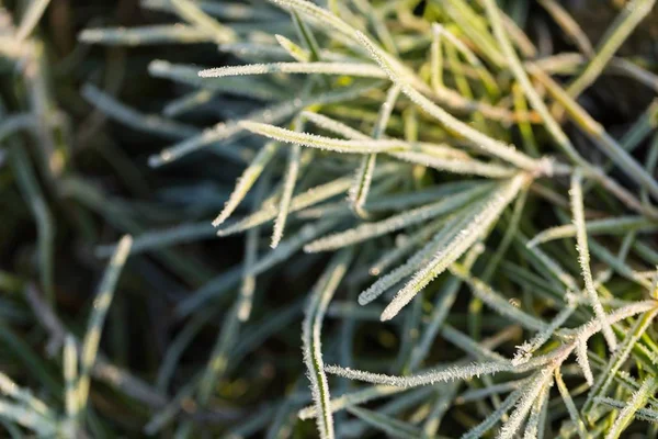 Harde vorst op gras in de winter — Stockfoto