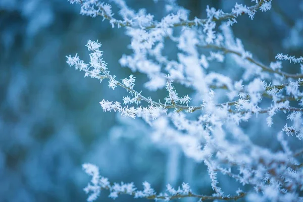 Árvores de inverno com rima branca — Fotografia de Stock