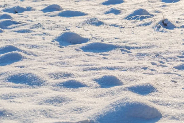 Winter sneeuw achtergrond met sneeuw bedekt planten — Stockfoto
