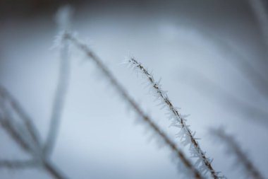 İn Rime'ı bitkiler üzerinde kış soyut makro