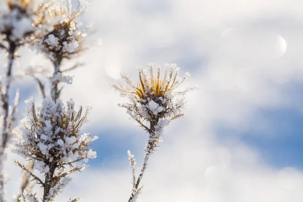 Withered and dry thistle flower in winter rime