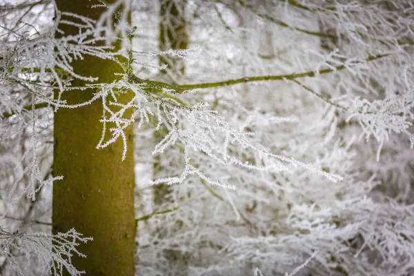 Árvores de inverno com rima branca — Fotografia de Stock
