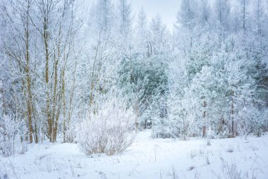 Lehçe kış manzarası 
