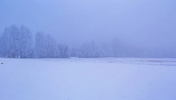 Campos nebulosos de inverno perto da paisagem florestal — Fotografia de Stock