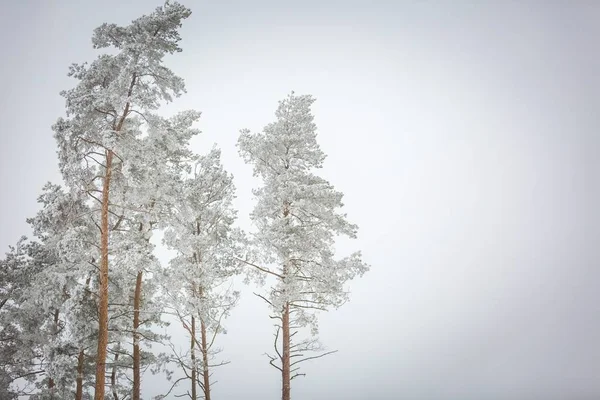 Winter bomen met witte rime — Stockfoto