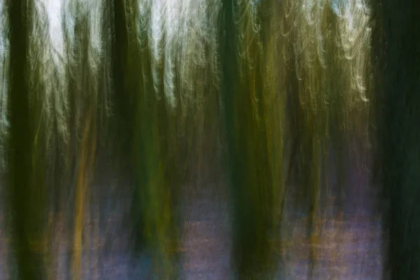 Absztrakt erdőre fénykép — Stock Fotó