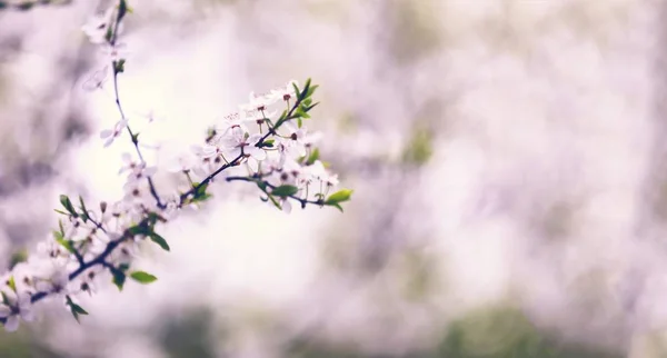 Flores florecientes de cerezo u otros árboles frutales —  Fotos de Stock