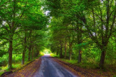 Yemyeşil ağaçlar ve kumlu yol güzel sokak