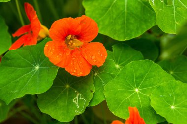 Büyüyen ve bahçede çiçek açan güzel nasturtium çiçekler