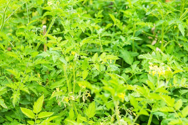 Buisson vert de tomate poussant dans le jardin — Photo