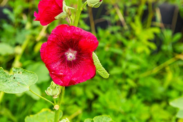 Malva flores em close-up — Fotografia de Stock