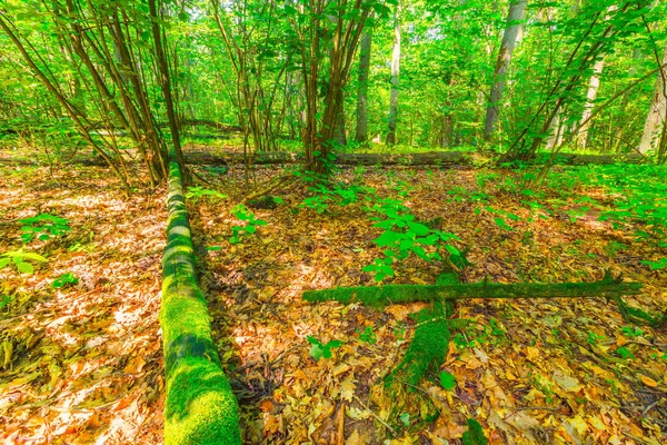 夏の緑ヨーロッパの野生の森林. — ストック写真