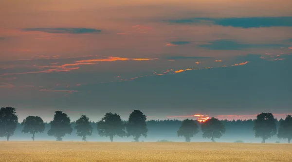 Восход солнца над кукурузными полями и далёкими деревьями — стоковое фото