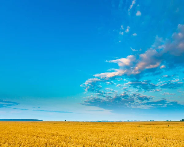 Zbóż piękny pole krajobraz sfotografowany w sunrise — Zdjęcie stockowe