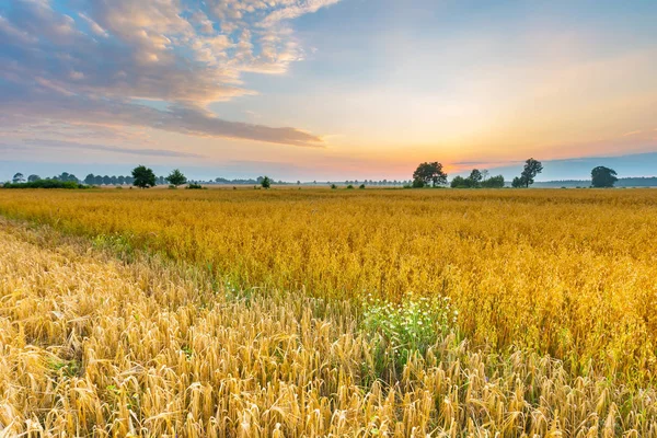 美しい空の下での穀物のフィールドと霧の朝の風景. — ストック写真